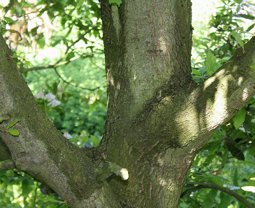 Image of Quercus &times; hispanica specimen.