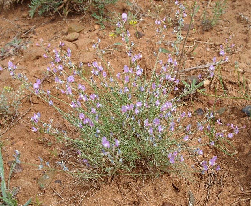 Image of Astragalus tenuifolius specimen.