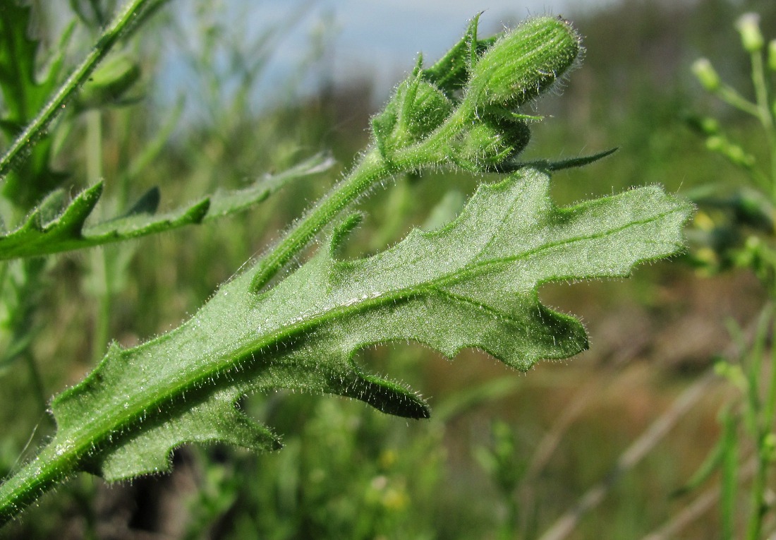 Изображение особи Senecio viscosus.