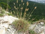 Agropyron pinifolium