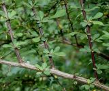 Berberis salicaria. Часть ветви. Германия, г. Krefeld, Ботанический сад. 25.07.2013.