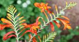 Crocosmia masoniorum. Соцветия ('Lucifer'). Германия, г. Krefeld, Ботанический сад. 25.07.2013.