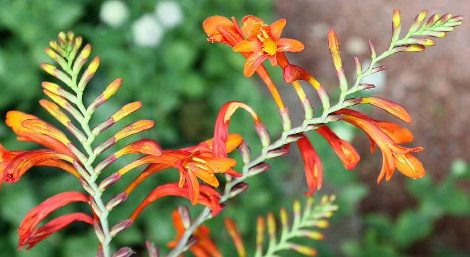 Image of Crocosmia masoniorum specimen.