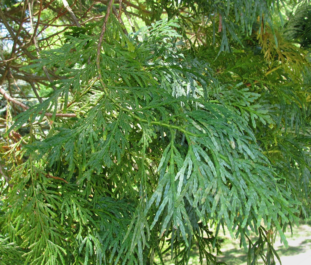 Image of Calocedrus macrolepis specimen.