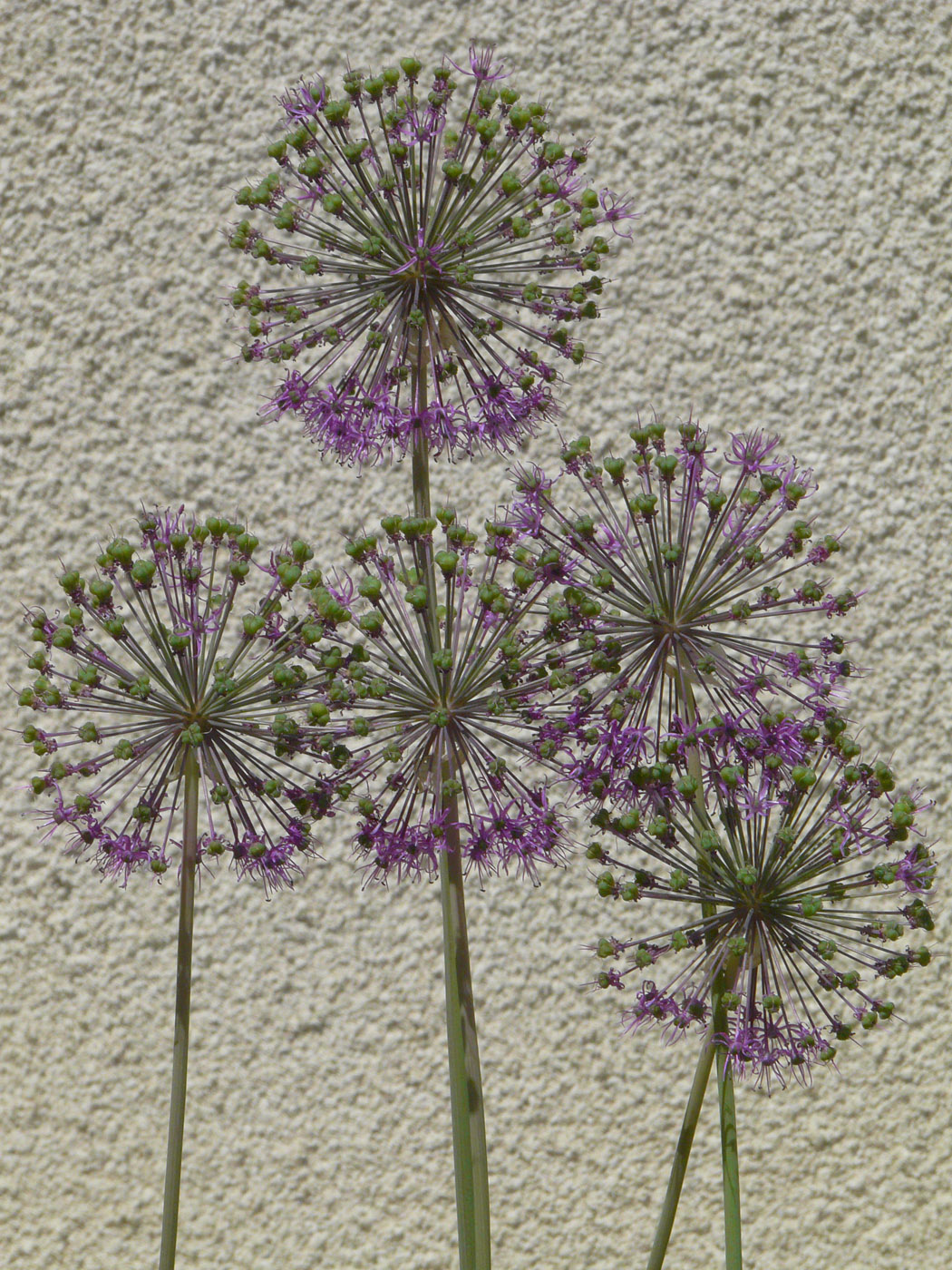 Image of Allium rosenorum specimen.