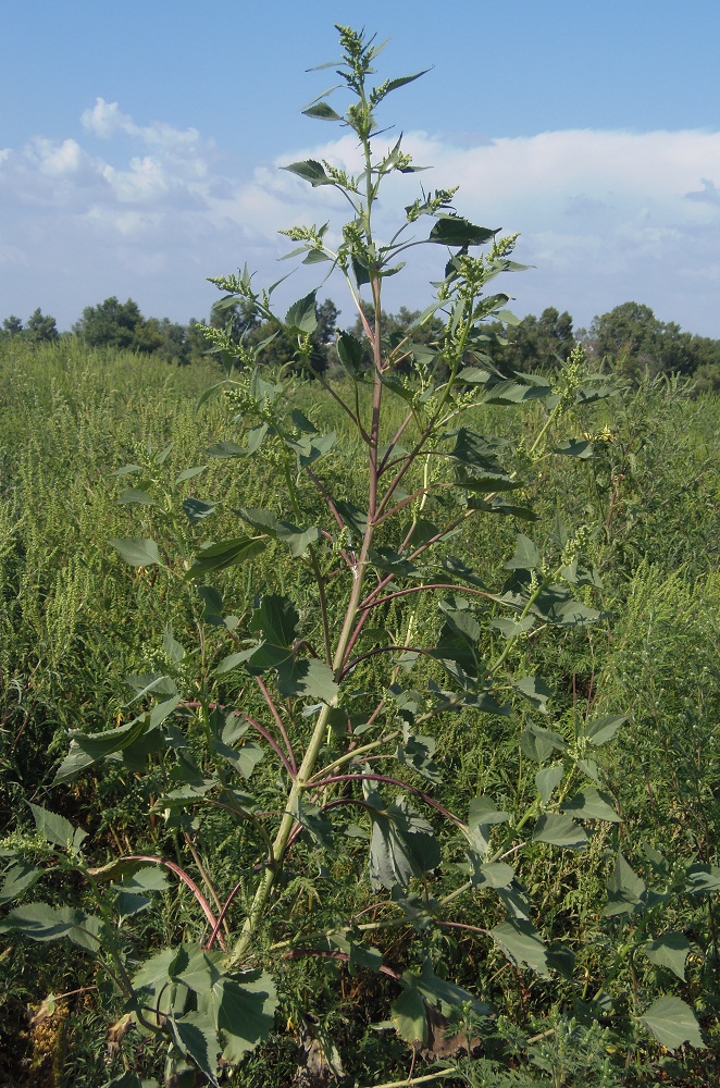 Image of Cyclachaena xanthiifolia specimen.