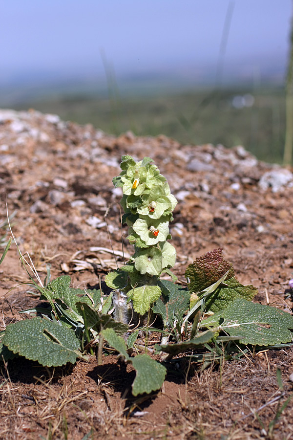 Image of Eremostachys isochila specimen.