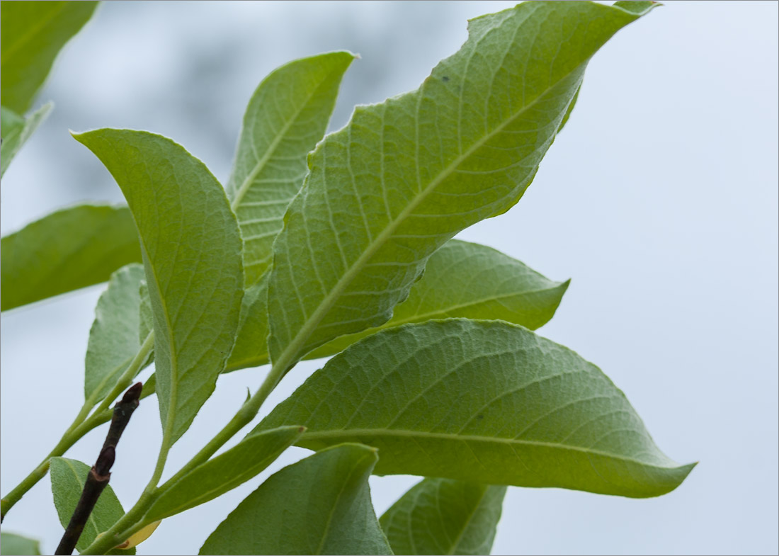 Image of genus Salix specimen.