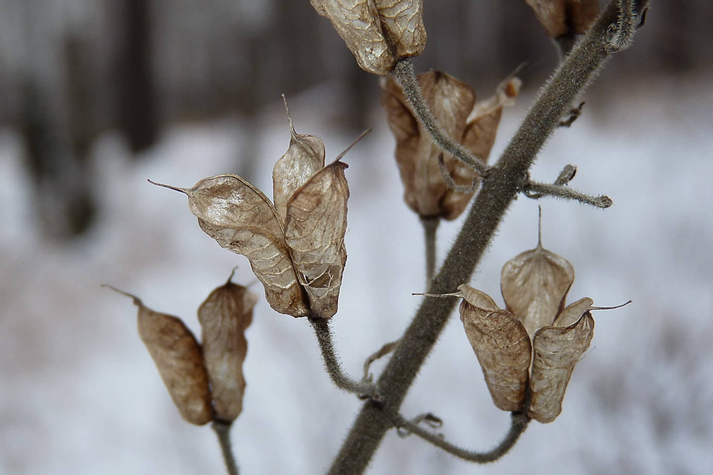 Image of genus Aconitum specimen.