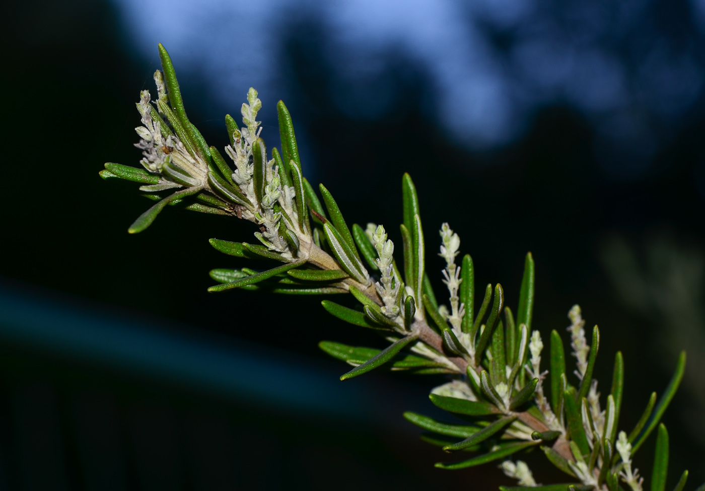 Image of Rosmarinus officinalis specimen.