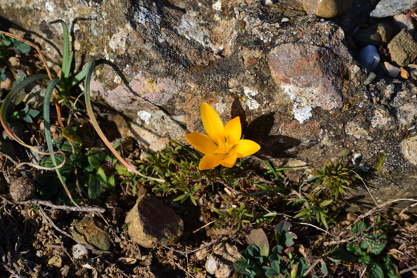 Изображение особи Crocus angustifolius.