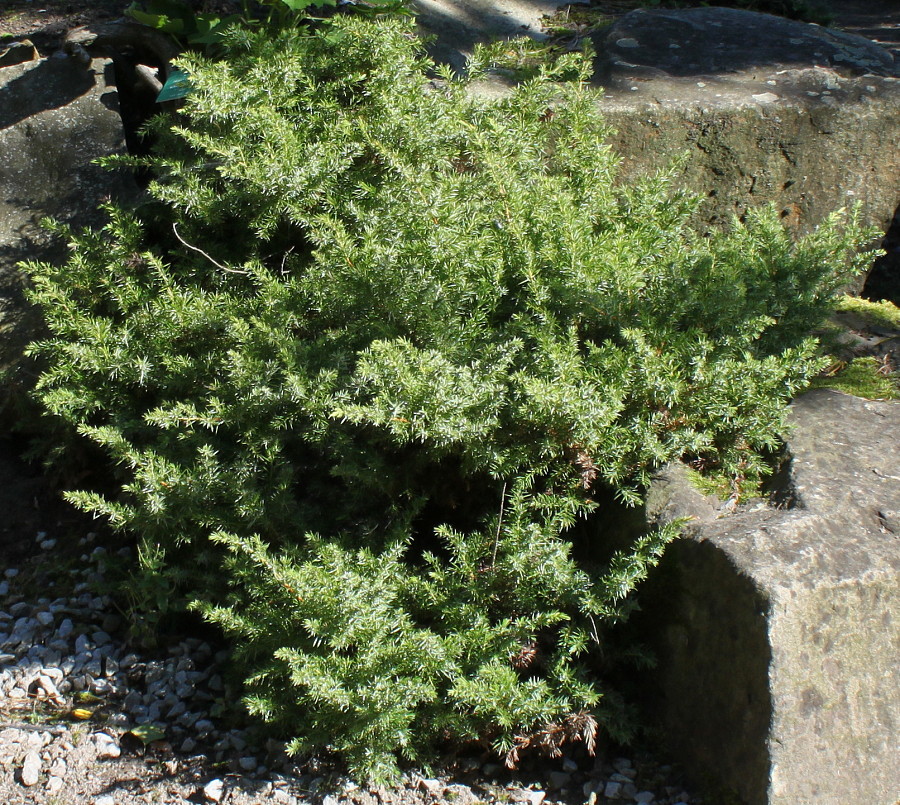 Изображение особи Juniperus conferta.