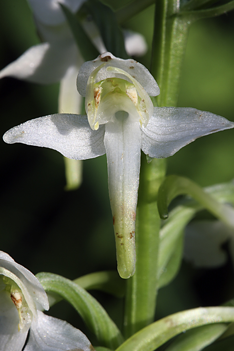 Image of Platanthera chlorantha specimen.