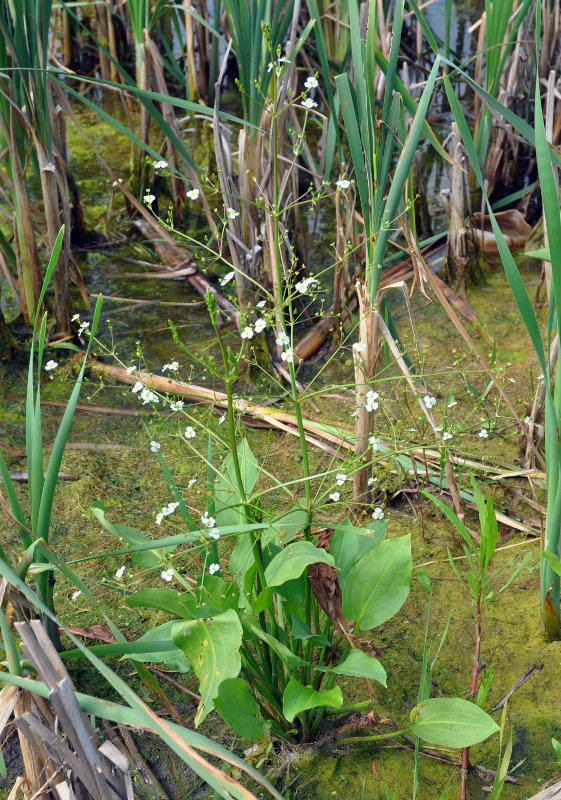 Image of Alisma plantago-aquatica specimen.