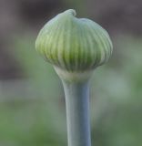 Allium cyrilli