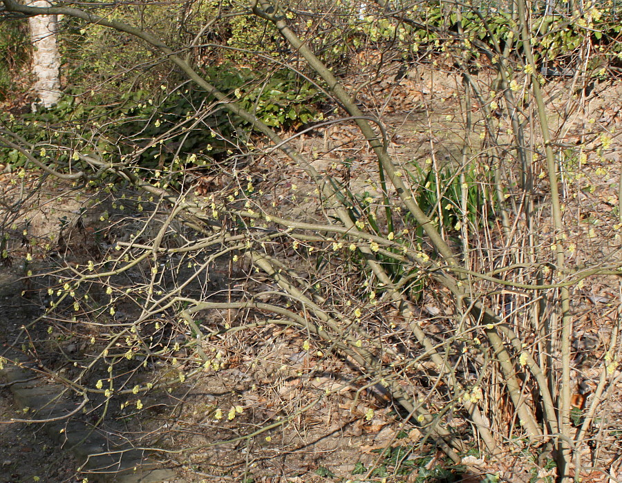 Image of Corylopsis sinensis specimen.