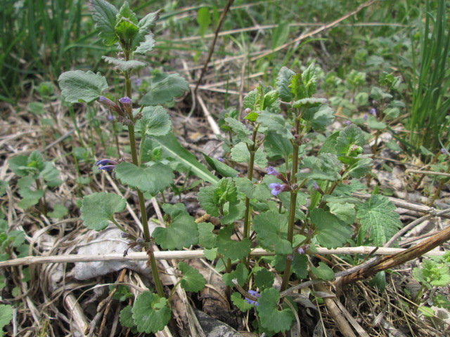 Image of Glechoma hederacea specimen.