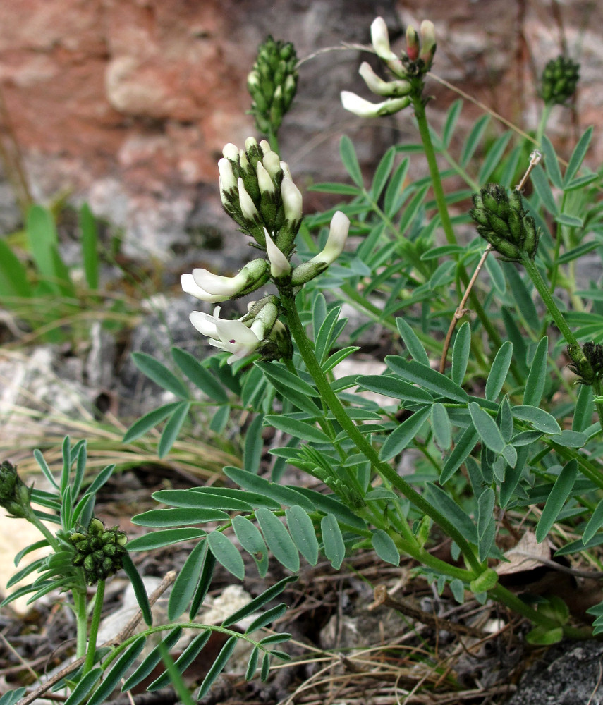 Изображение особи Astragalus gorczakovskii.