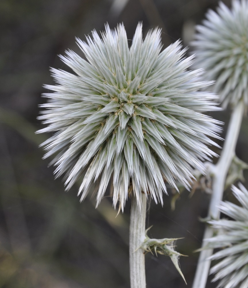 Image of Echinops albidus specimen.