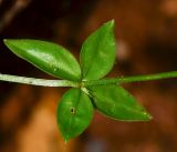 Asperula libanotica