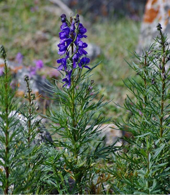 Изображение особи Aconitum soongaricum.