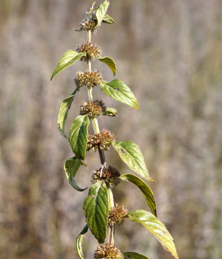 Изображение особи Mentha canadensis.