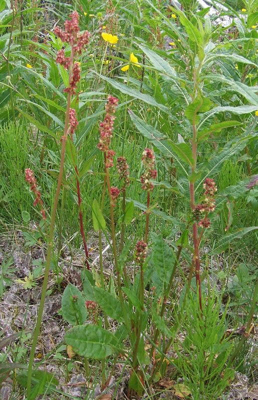 Image of Rumex acetosa specimen.