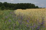 Delphinium consolida. Цветущие растения на границе между пшеничным полем и остепнённым лугом, примыкающим к байрачной дубраве. Белгородская обл., окр. пос. Борисовка, Острасьев Яр. 30.06.2009.