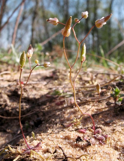 Image of Erophila verna specimen.