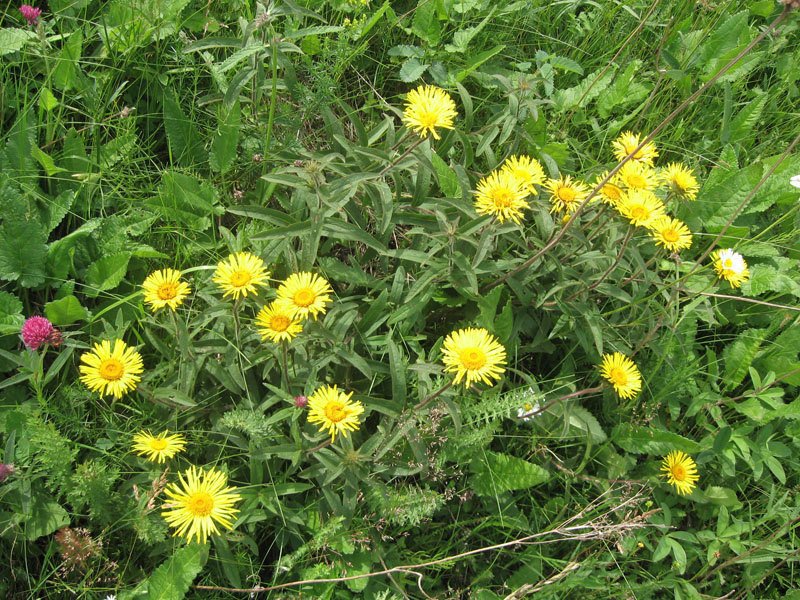 Image of Inula hirta specimen.