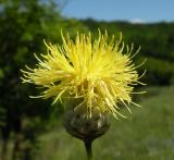 Centaurea orientalis. Соцветие. Балка, степь, Днепропетровская обл., 20.07.2008.