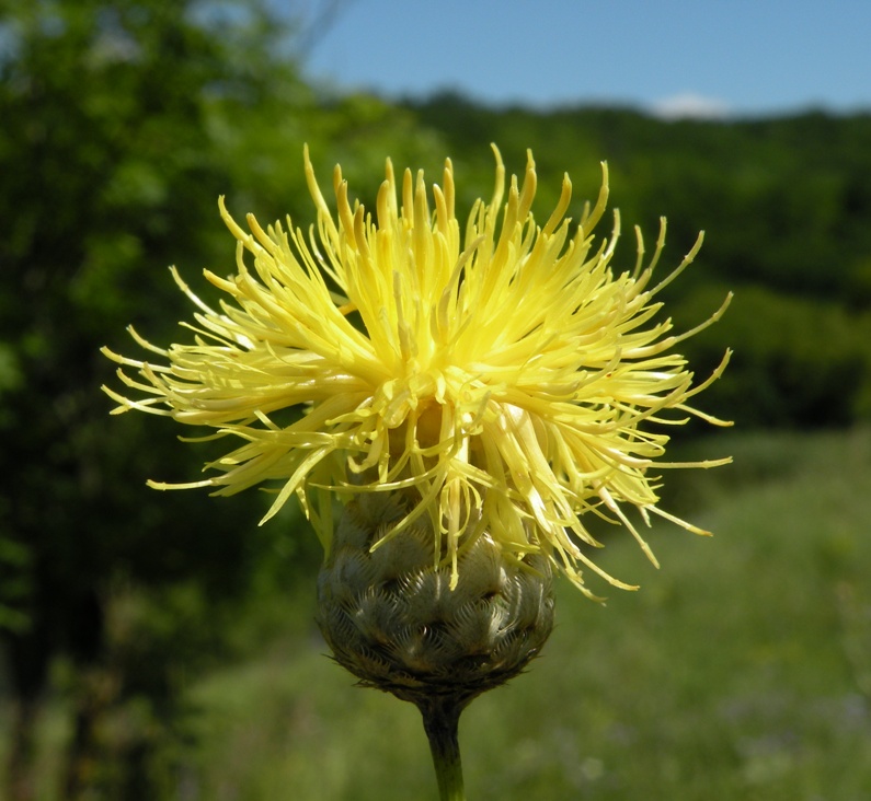 Image of Centaurea orientalis specimen.