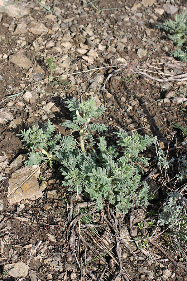 Image of Astragalus nucifer specimen.