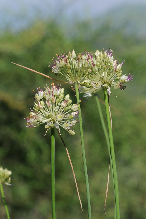 Image of genus Allium specimen.