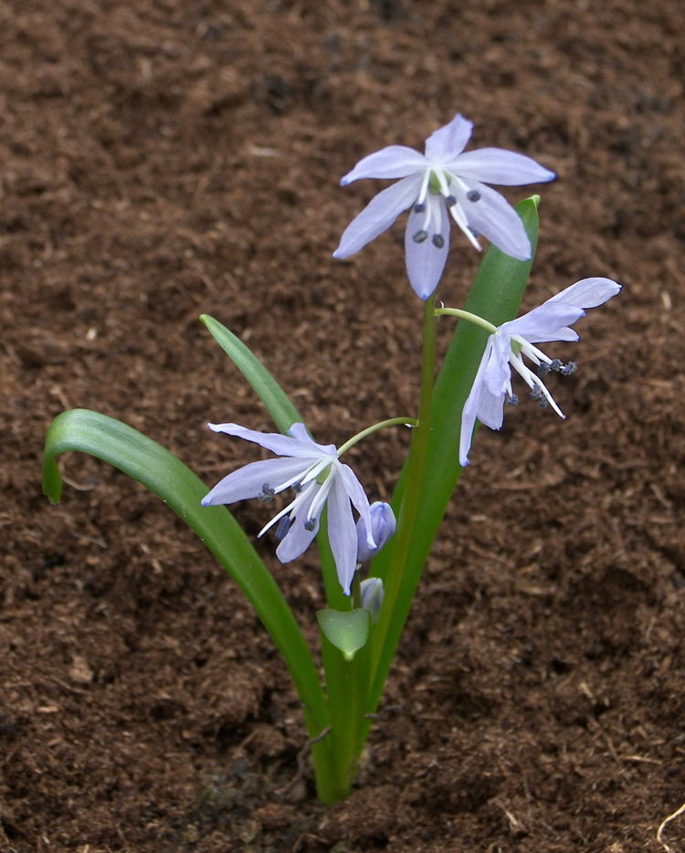 Изображение особи Scilla libanotica.