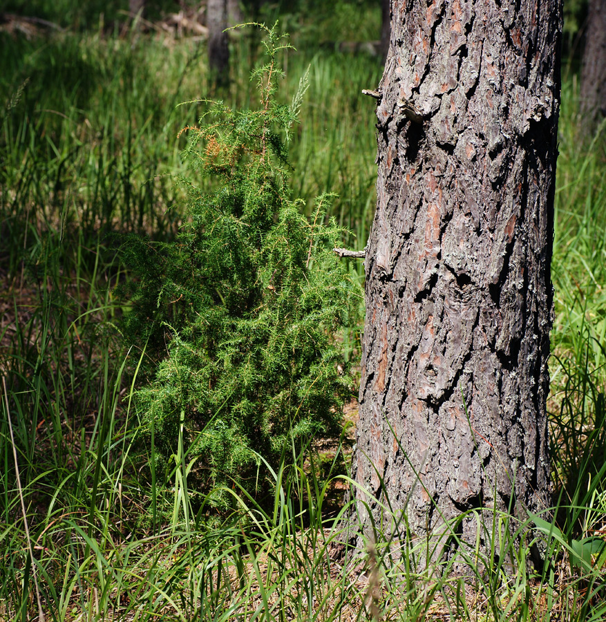 Изображение особи Juniperus communis.