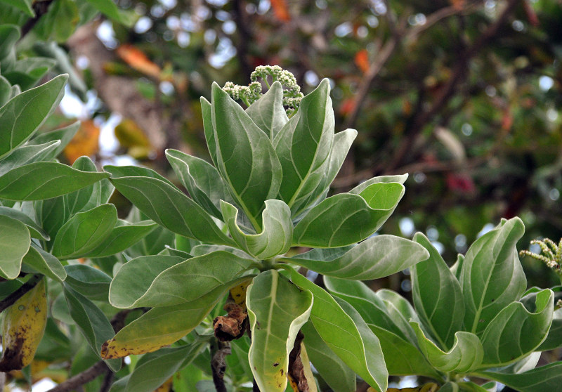 Image of Heliotropium foertherianum specimen.