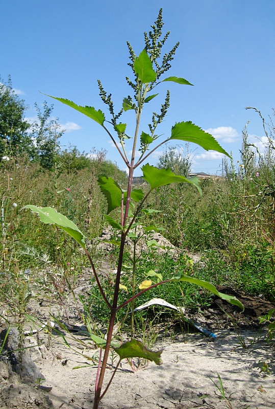 Image of Cyclachaena xanthiifolia specimen.