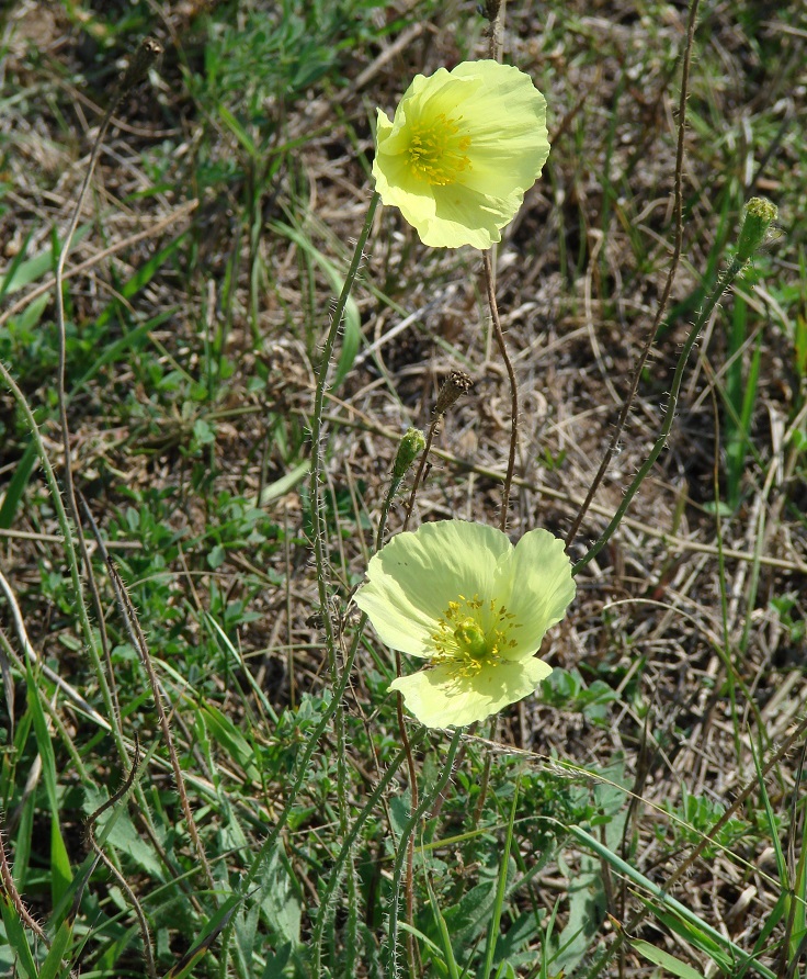 Image of Papaver nudicaule specimen.