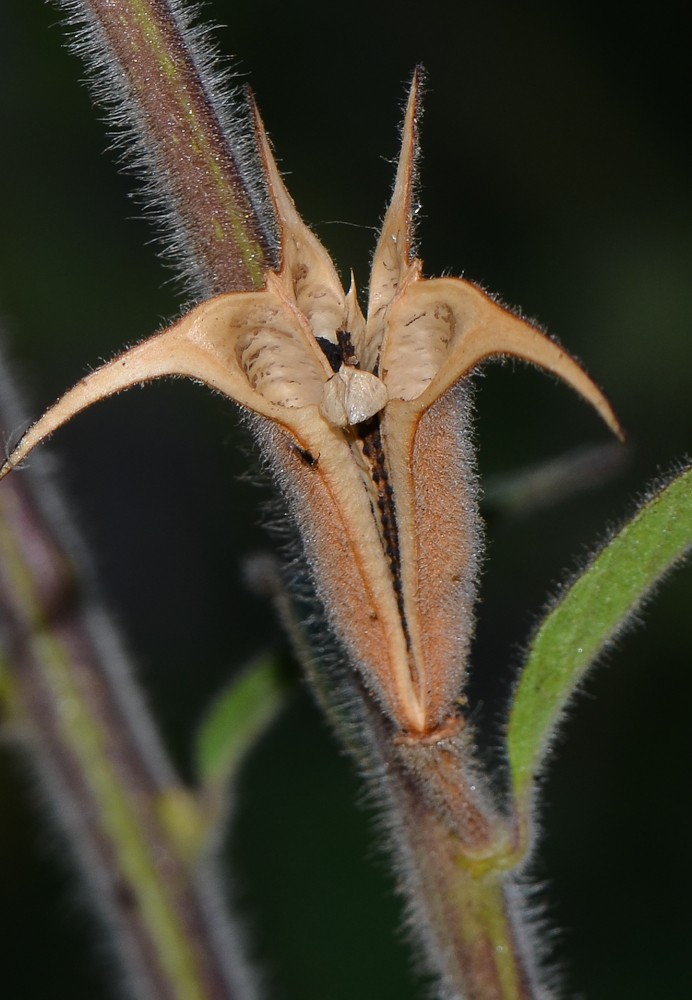 Image of Ceratotheca triloba specimen.