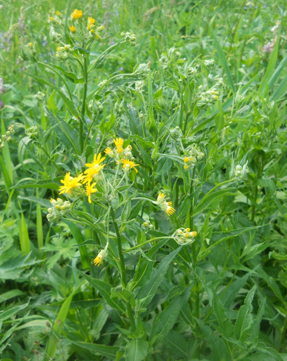 Изображение особи Senecio nemorensis.