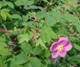 Rosa acicularis. Верхушка цветущего растения. Якутия (Саха), г. Якутск, сквер. 11.06.2012.
