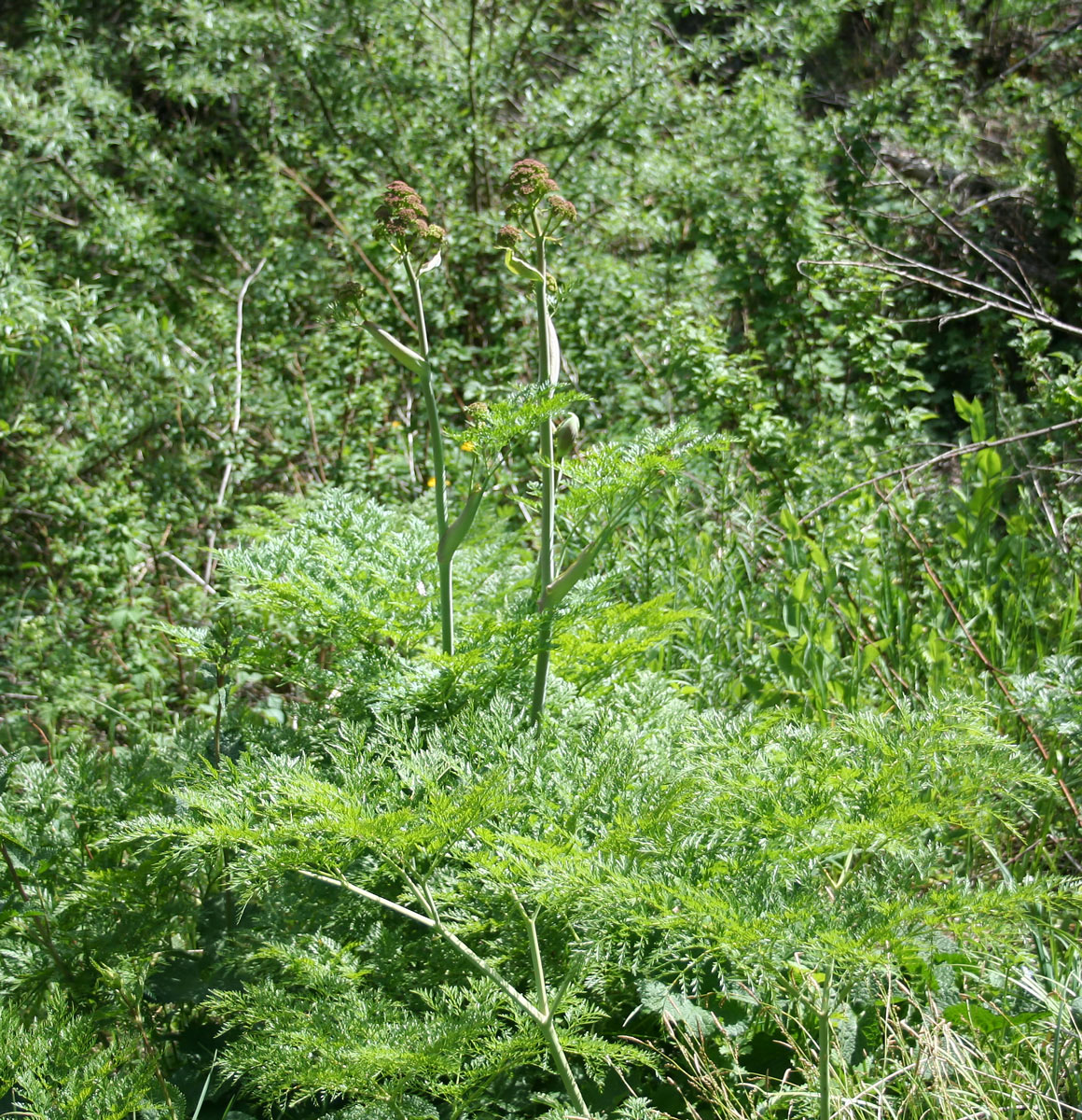 Image of Ferula songarica specimen.