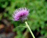 Cirsium helenioides. Соцветие. Тува, Тоджинский р-н, долина р. Аржаан-Хем, ≈ 1600 м н.у.м., берег реки. 06.07.2015.