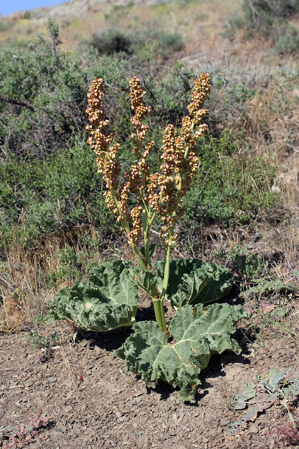 Image of Rheum cordatum specimen.