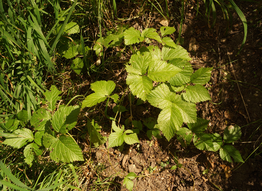 Image of Rubus saxatilis specimen.