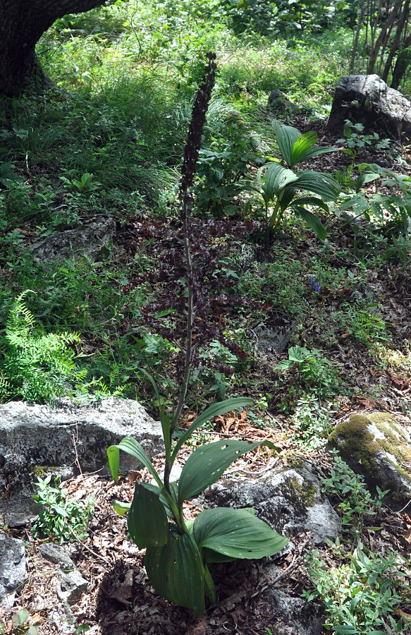 Image of Veratrum ussuriense specimen.