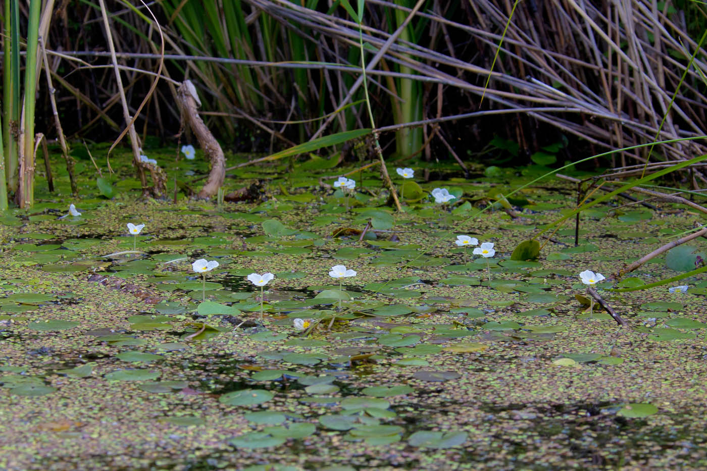 Image of Hydrocharis morsus-ranae specimen.