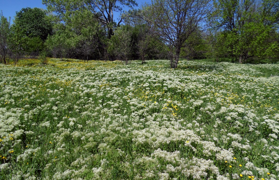 Image of Cardaria draba specimen.