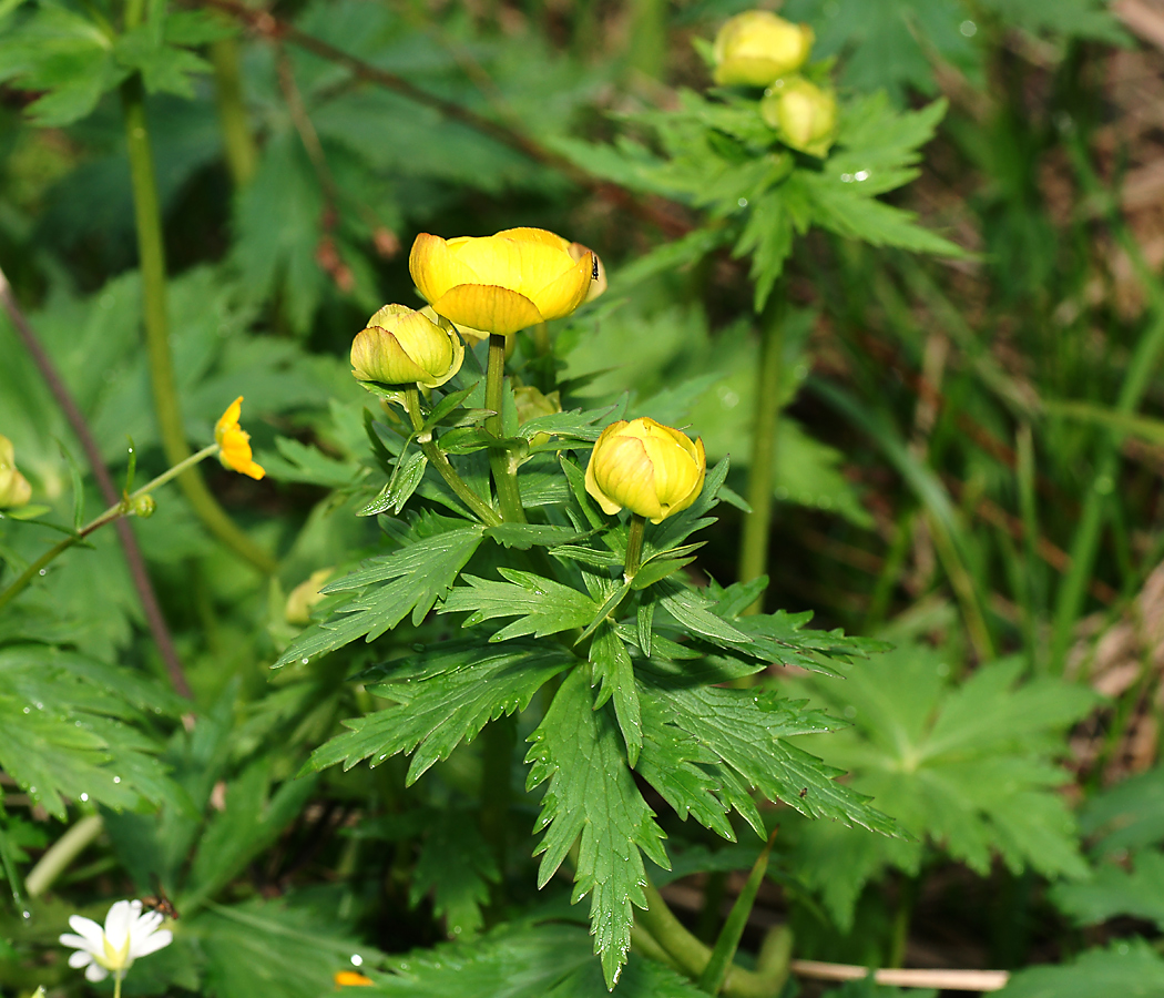 Image of Trollius europaeus specimen.